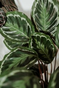 unas hojas de Calathea