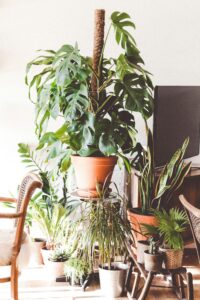 plantas en un rincón del hogar