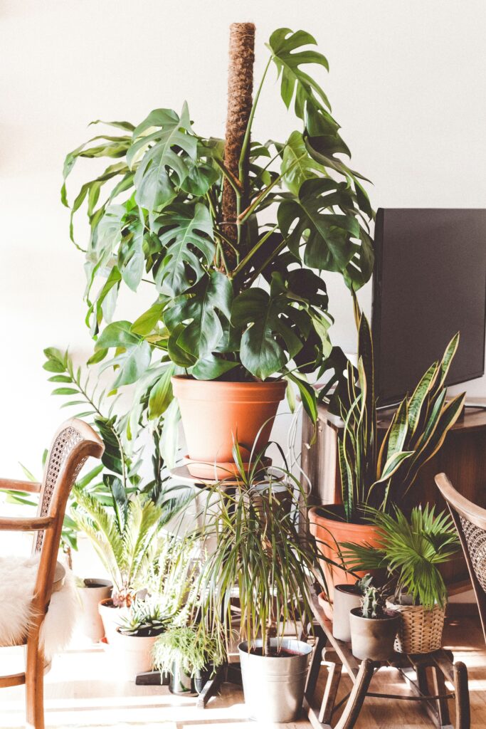 tendencias-decoracion-salon-plantas